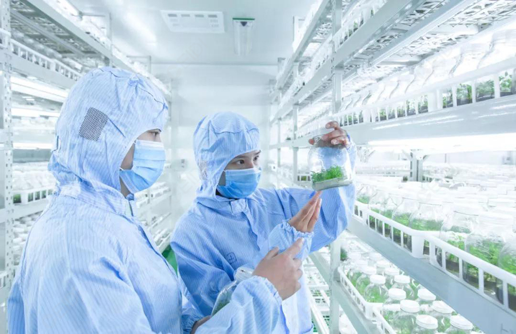 植物組培室設計的基本布局有哪些？植物組培室的基本布局有什么？